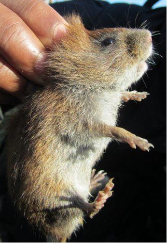 Amargosa vole Amargosa Vole Conservation Efforts