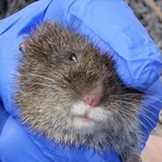 Amargosa vole UC Davis School of Vet Med Foley Laboratory in Infectious Disease