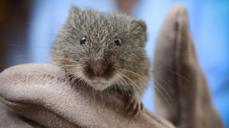 Amargosa vole Breeding Program May Save Desert Rodent KCET