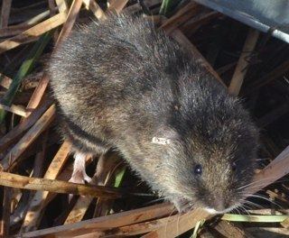 Amargosa vole UC Davis School of Vet Med Foley Laboratory in Infectious Disease