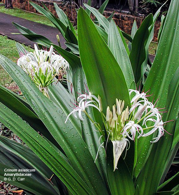 Amaryllidaceae Flowering Plant Families UH Botany