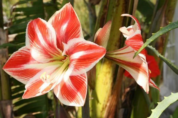 Amaryllidaceae Amaryllidaceae