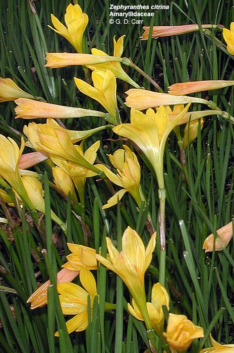 Amaryllidaceae Flowering Plant Families UH Botany