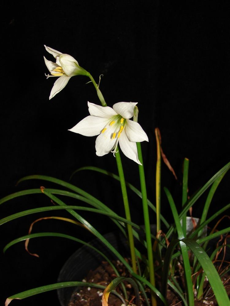 Amaryllidaceae Amaryllidaceae