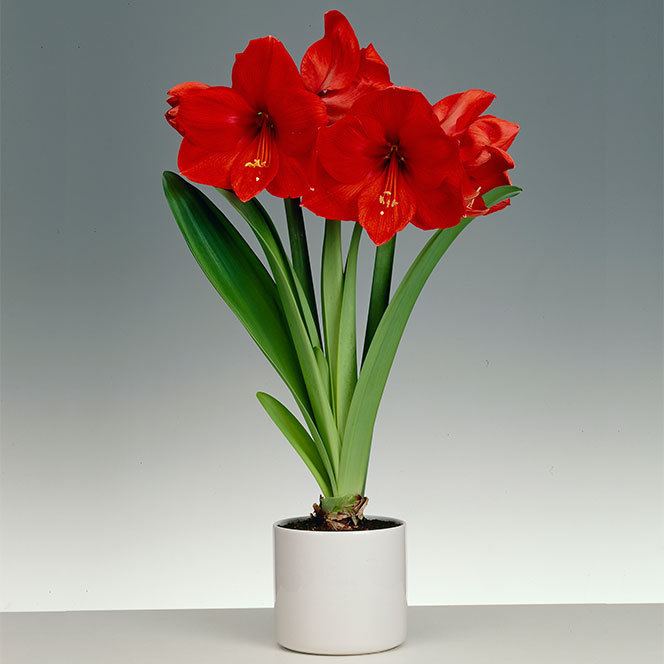 Amaryllis How to grow amaryllis bulbs as easy indoor houseplants