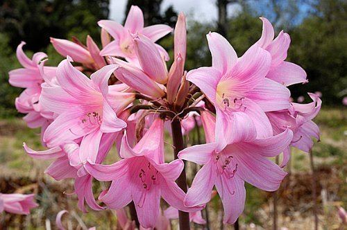 Amaryllis belladonna Amazoncom Amaryllis Belladonna Naked Lady 3 Large Bulbs