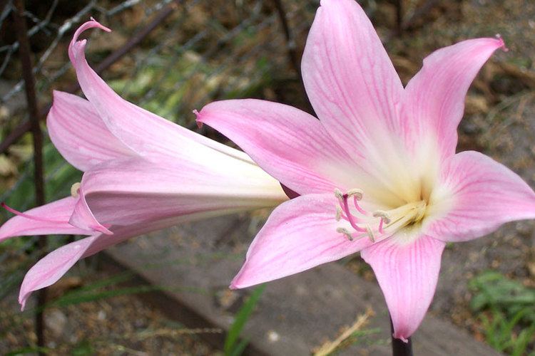 Amaryllis belladonna Amaryllis belladonna Wikipedia