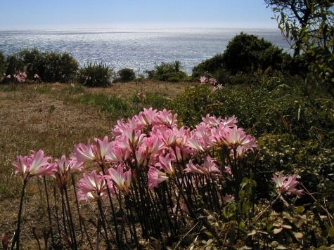 Amaryllis belladonna Pacific Bulb Society Amaryllis