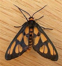 Amata (moth) httpsuploadwikimediaorgwikipediacommonsthu