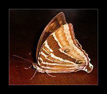 Amathusia (butterfly) httpsuploadwikimediaorgwikipediacommonsthu