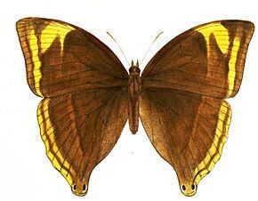 Amathusia phidippus Amathusia phidippus Wikipdia