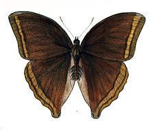 Amathusia phidippus httpsuploadwikimediaorgwikipediacommonsthu