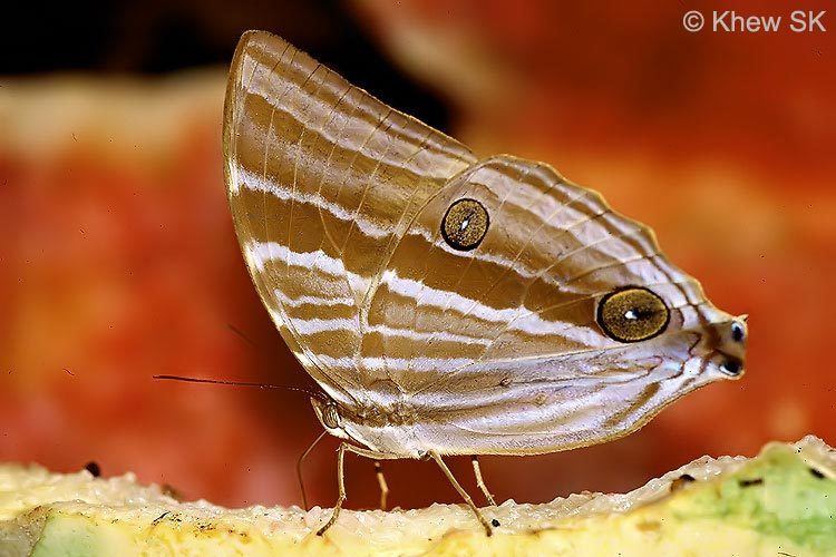 Amathusia phidippus ButterflyCircle Checklist