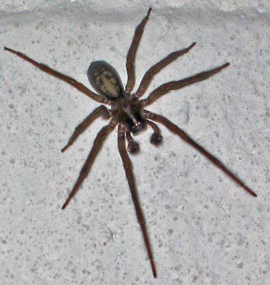Amaurobius ferox Large spider in basement Amaurobius ferox BugGuideNet