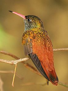 Amazilia Amazilia hummingbird Wikipedia