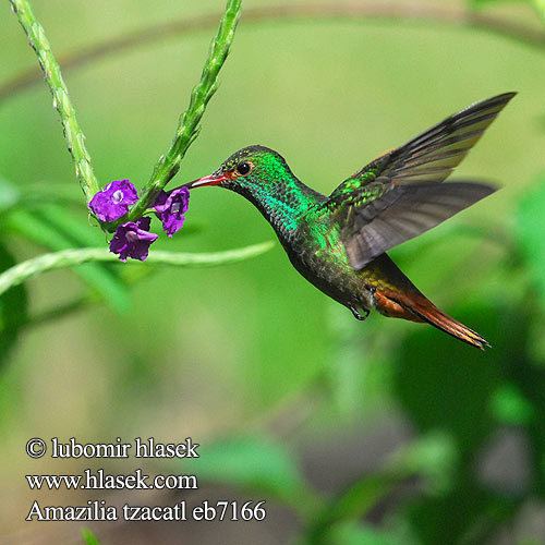 Amazilia Amazilia tzacatl Kolibk rezavoocas Rufoustailed Hummingbird