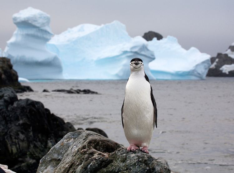 Amazing Penguin Amazing Penguin Photo in the Arctic Penguin Pictures