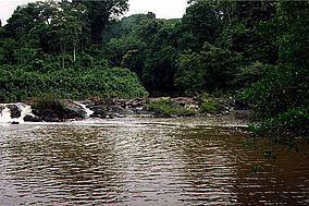 Amazônia National Park httpsuploadwikimediaorgwikipediacommonsthu