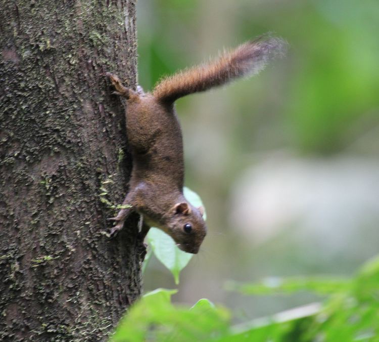 Amazon dwarf squirrel - Alchetron, The Free Social Encyclopedia