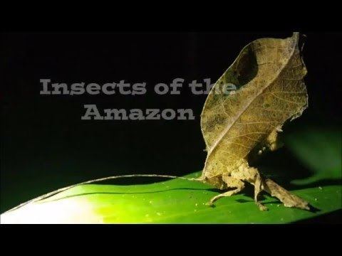 Amazon insects Amazon Insects YouTube