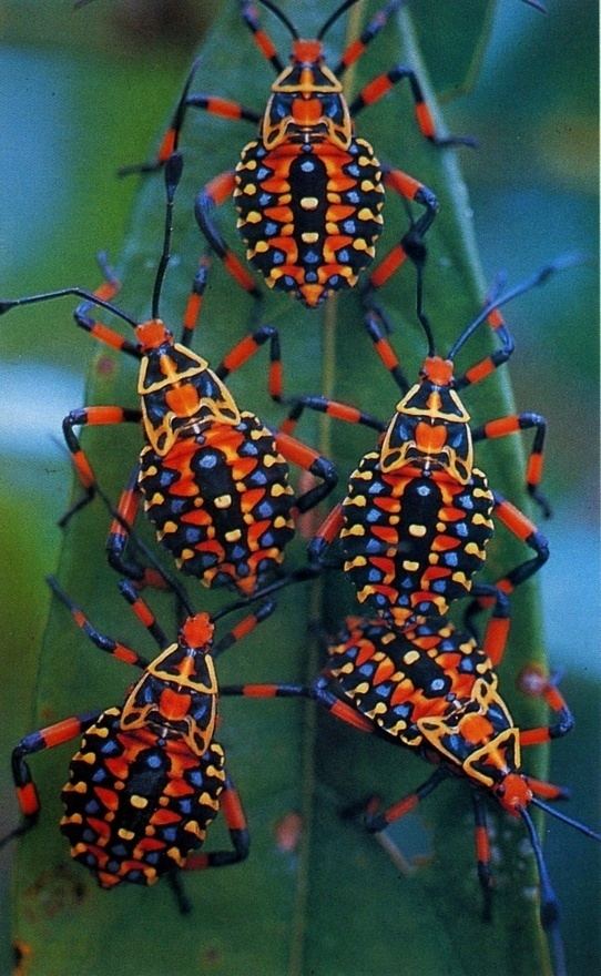 Amazon insects httpssmediacacheak0pinimgcomoriginalsa1