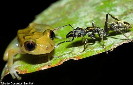 Amazon insects Amazon Rainforest Insects Photos amp Info Thinkjunglecom