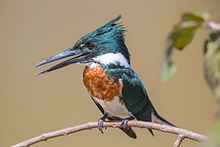 Amazon kingfisher httpsuploadwikimediaorgwikipediacommonsthu