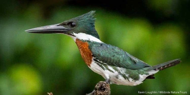Amazon kingfisher Amazon Kingfisher males seduce with courtship feedings
