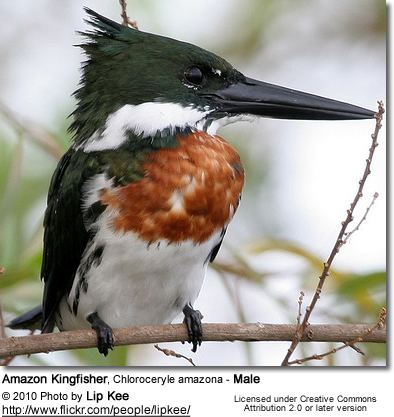 Amazon kingfisher Amazon Kingfishers Chloroceryle amazona