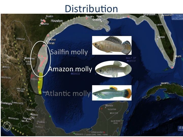Amazon molly Study Systems Caitlin Gabor