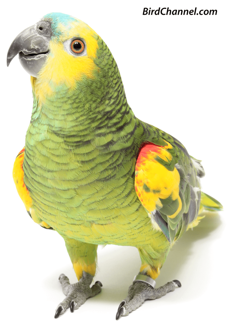 Amazon parrot 1000 images about Amazon parrots on Pinterest Homemade Toys and