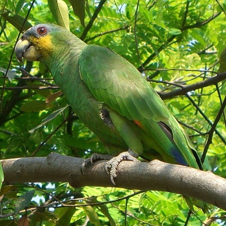 Amazon parrot httpsuploadwikimediaorgwikipediacommonsff