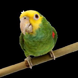 Amazon parrot Amazon Parrot Personality Food amp Care Pet Birds by Lafeber Co