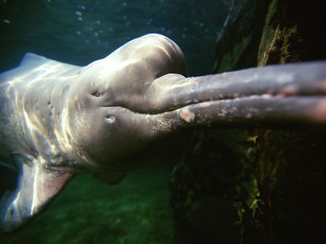 Amazon river dolphin Amazon River Dolphin Pink Dolphins Species WWF