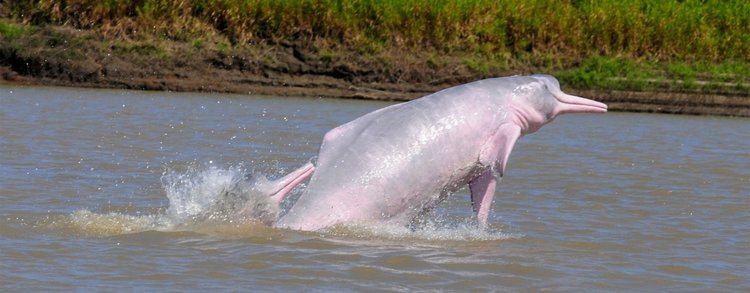 Amazon river dolphin uswhalesorgsitesdefaultfilesstylesflexslide
