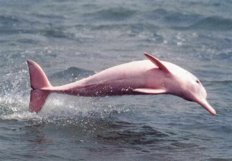 Amazon river dolphin The Enchanted Pink Dolphin Of The Amazon River