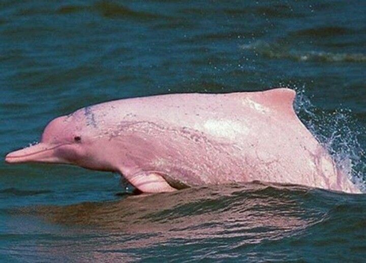Amazon river dolphin Pink River Dolphins of the Amazon St Lucie RiverIndian River