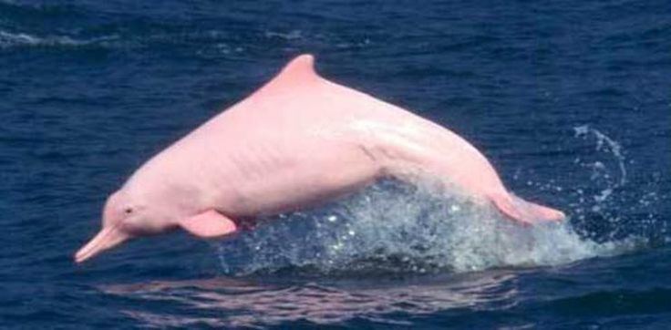 Amazon river dolphin GC65XY1 Pink 10 Pink river dolphin Unknown Cache in Virginia