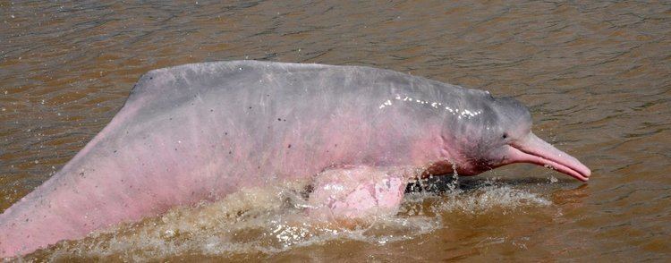 Amazon river dolphin Amazon River Dolphin Boto Species Guide Whale and Dolphin