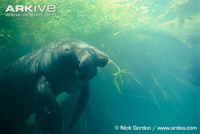 Amazonian manatee Amazonian manatee videos photos and facts Trichechus inunguis