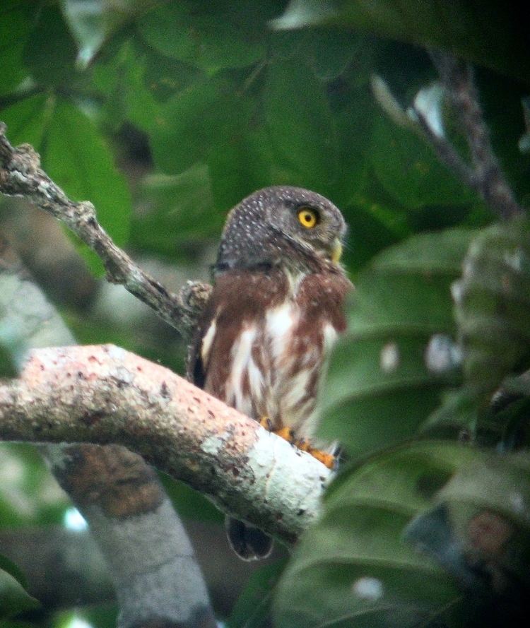 Amazonian pygmy owl httpsuploadwikimediaorgwikipediacommons77