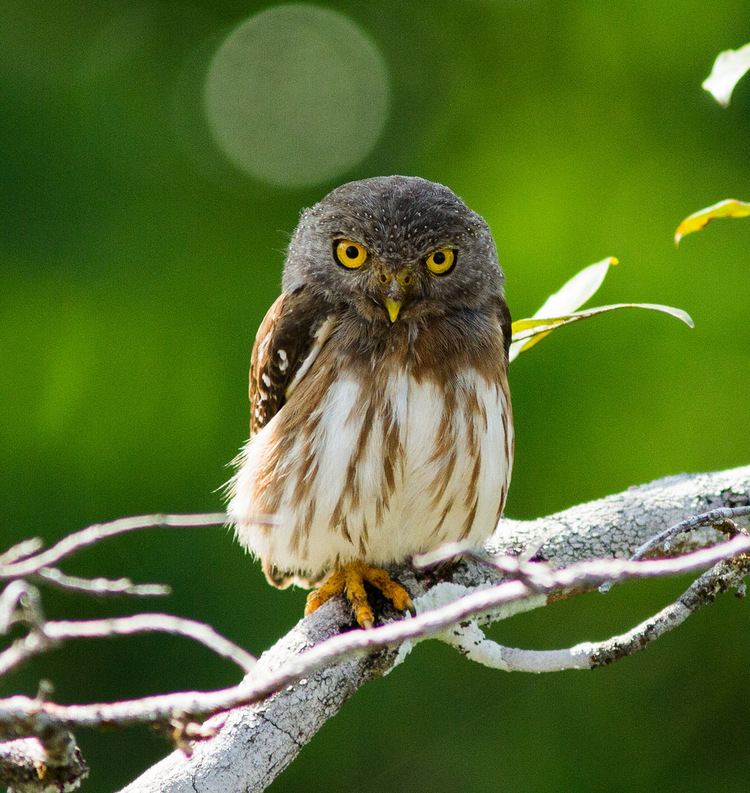 Amazonian pygmy owl Amazonian PygmyOwl Glaucidium hardyi Christian Andretti Flickr