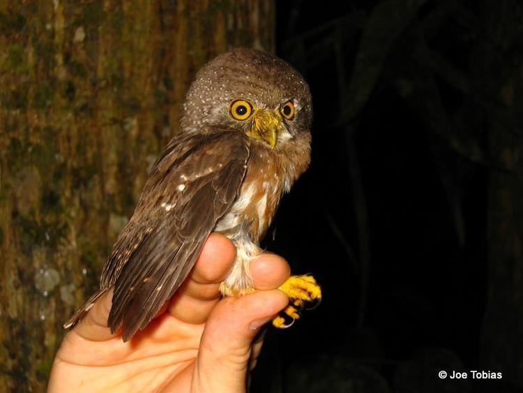 Amazonian pygmy owl Amazonian Pygmyowl Glaucidium hardyi videos photos and sound