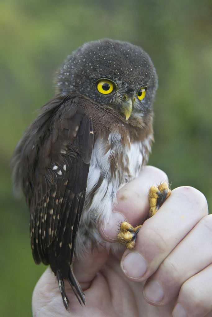 Amazonian pygmy owl Amazonian PygmyOwl Glaucidium hardyi Philip Stouffer Flickr