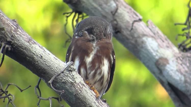 Amazonian pygmy owl Caburdaamaznia Glaucidium hardyi Amazonian PygmyOwl YouTube