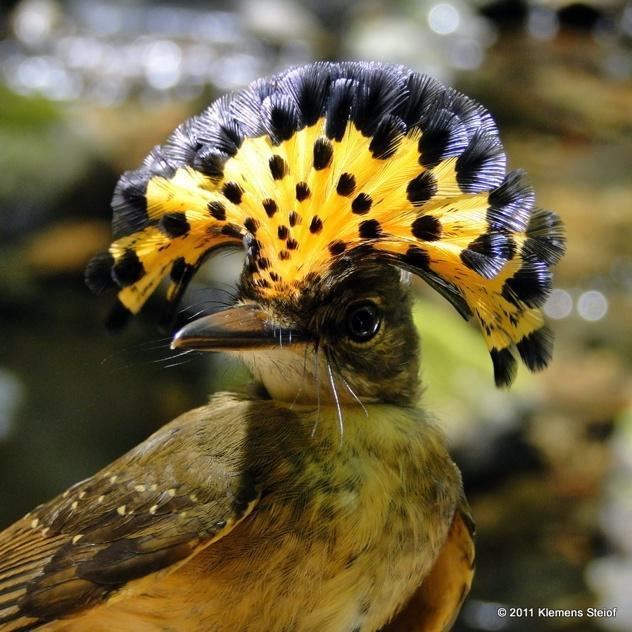 Amazonian royal flycatcher Amazonian Royal Flycatcher Bird King of the Amazon InfoBarrel