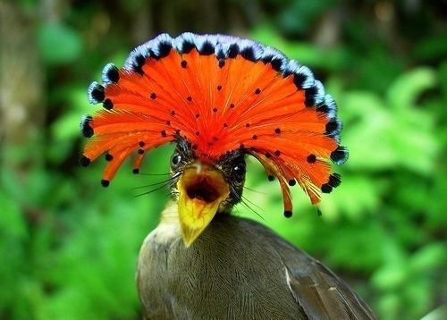 Amazonian royal flycatcher 9 Amazonian Royal Flycatcher 9 Cute Animals You39ve Never Heard of