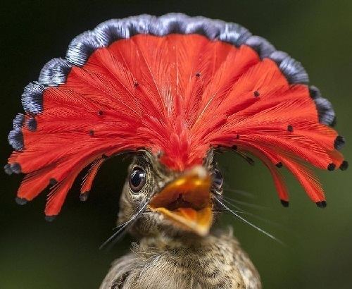 Amazonian royal flycatcher Beauty will save Beautiful Royal Flycatcher Beauty will save