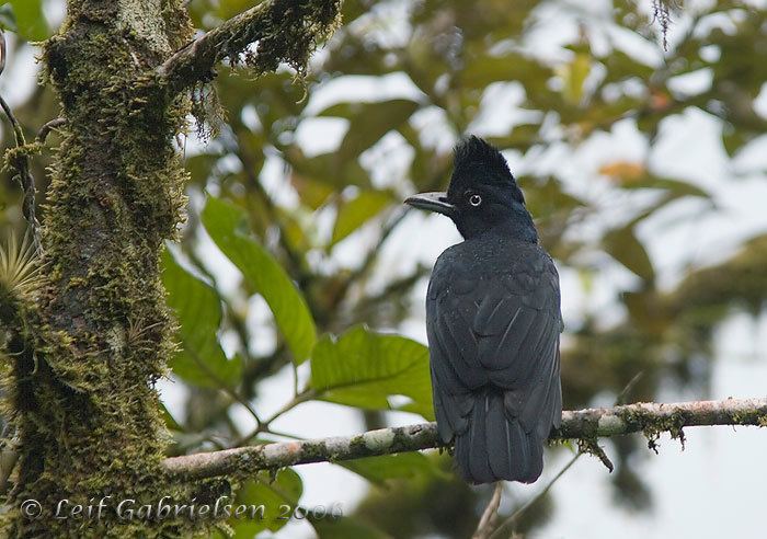Amazonian umbrellabird Mangoverde World Bird Guide Photo Page Amazonian Umbrellabird