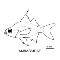 Ambassidae fishesofaustralianetauimagesfamilyambassidaegif